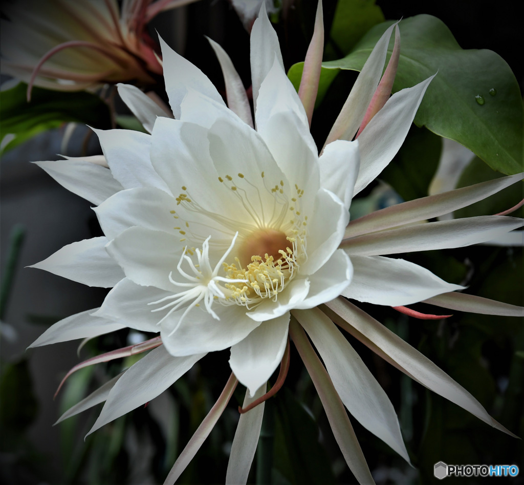 今日の朝我が家に咲いた月下美人  770