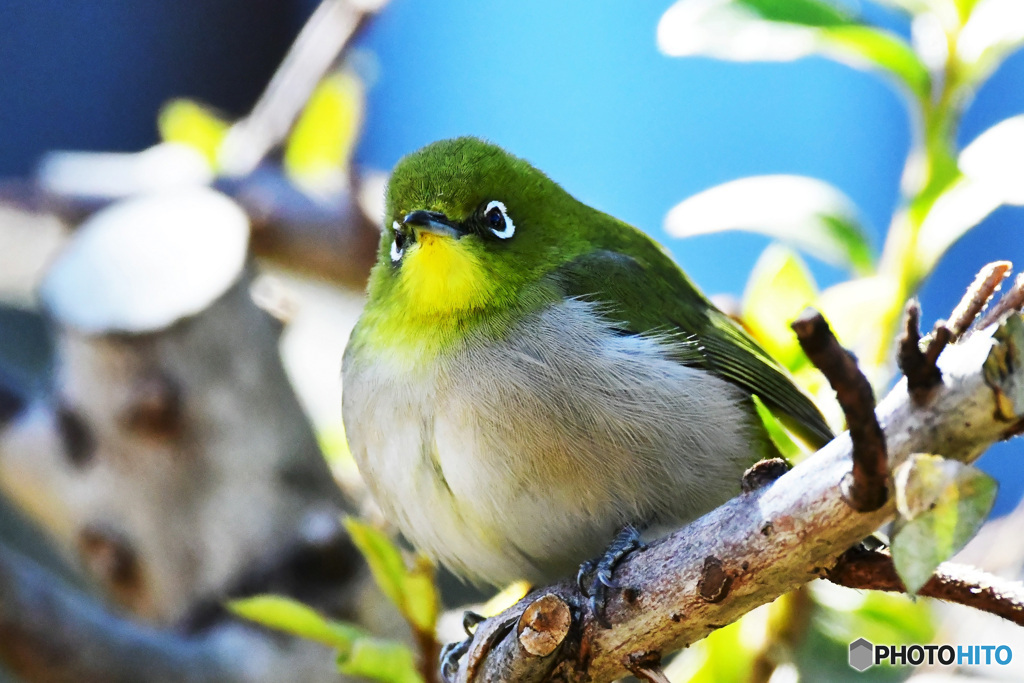 野山の鳥 22-171 プックリメジ君