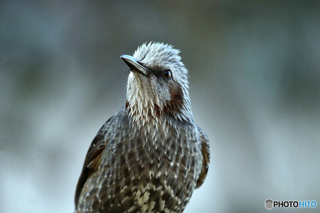 ヒヨさん遊びに来たの？