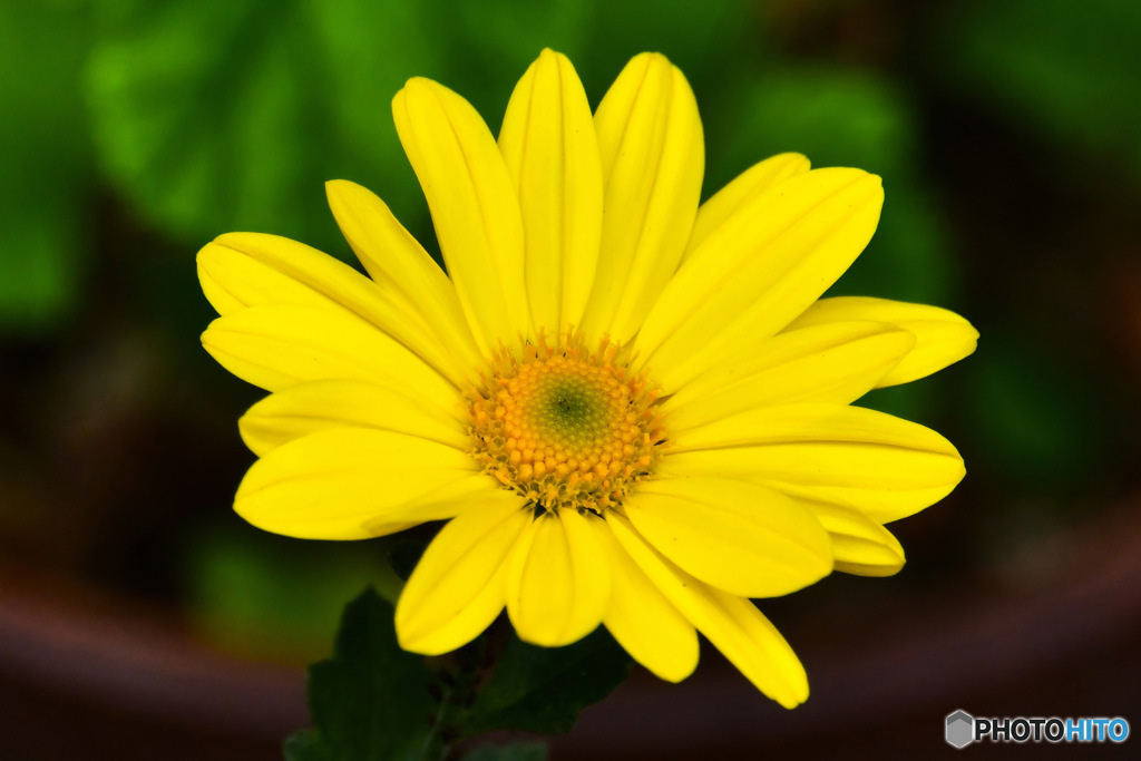 庭に咲いた花 23-341