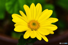 庭に咲いた花 23-341