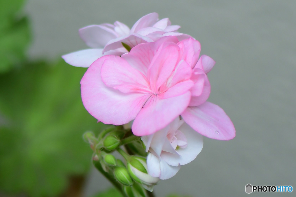 庭に咲いた淡いピンクの花 23-176