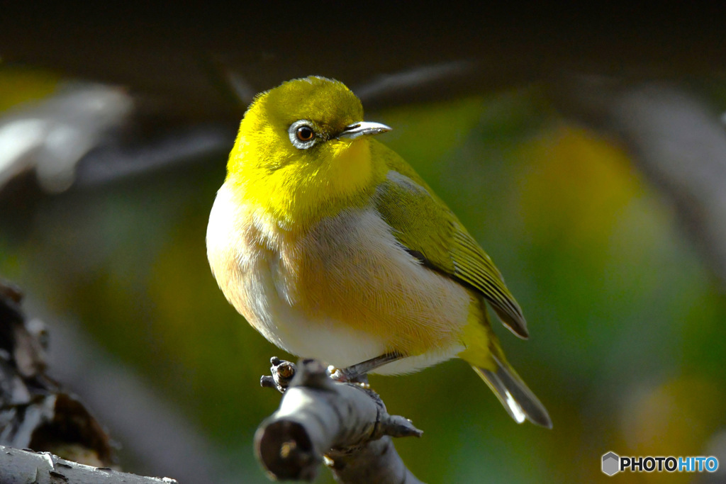 野山の鳥  メジ君