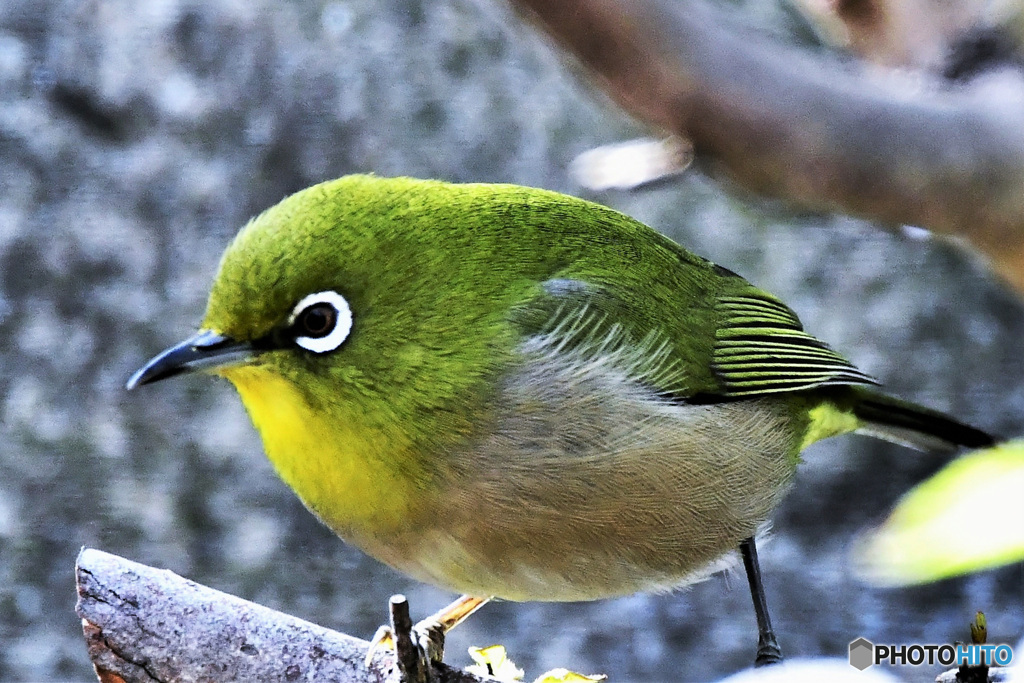 野山の鳥 22-007 メジ君