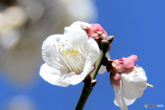 ２月に咲いた白梅と青空 