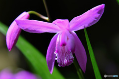 春  庭に咲いた花 