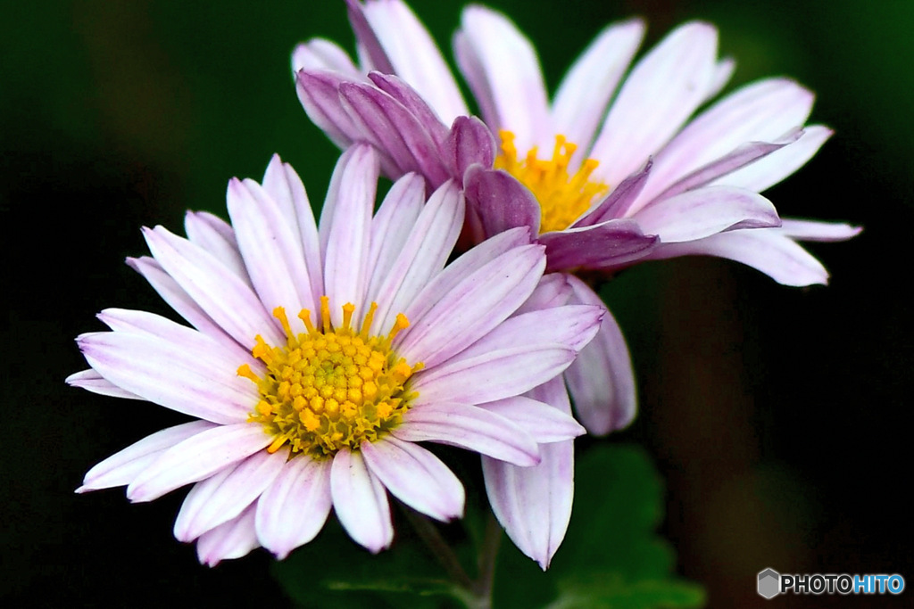 庭に咲いた小菊  