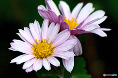 庭に咲いた小菊  