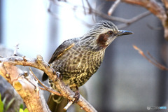 野山の鳥  ヒヨドリ