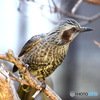 野山の鳥  ヒヨドリ