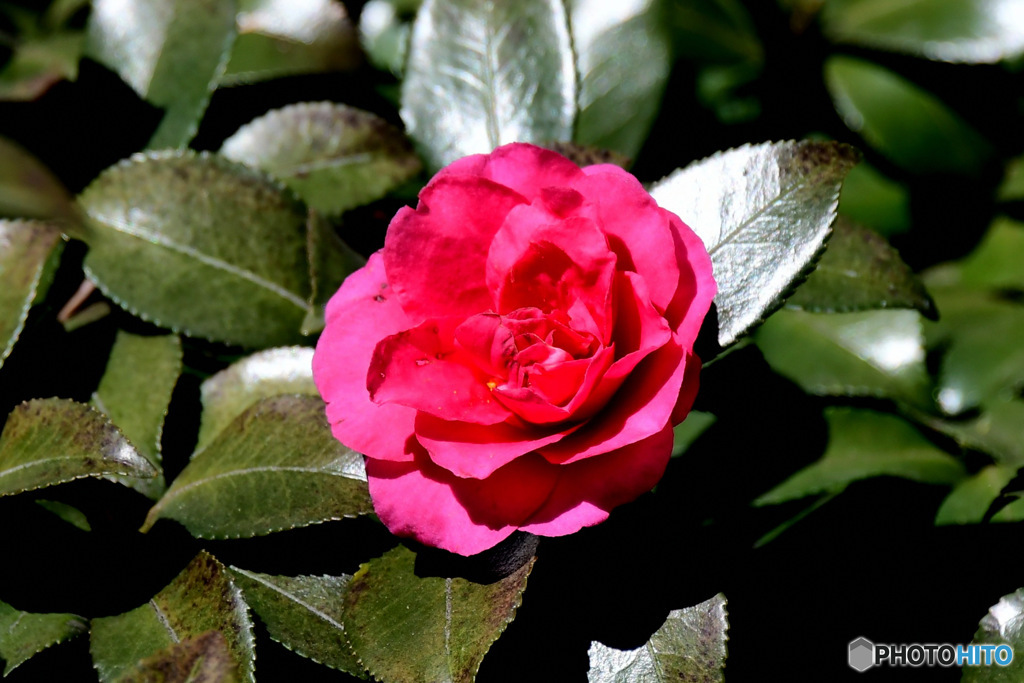 山茶花  