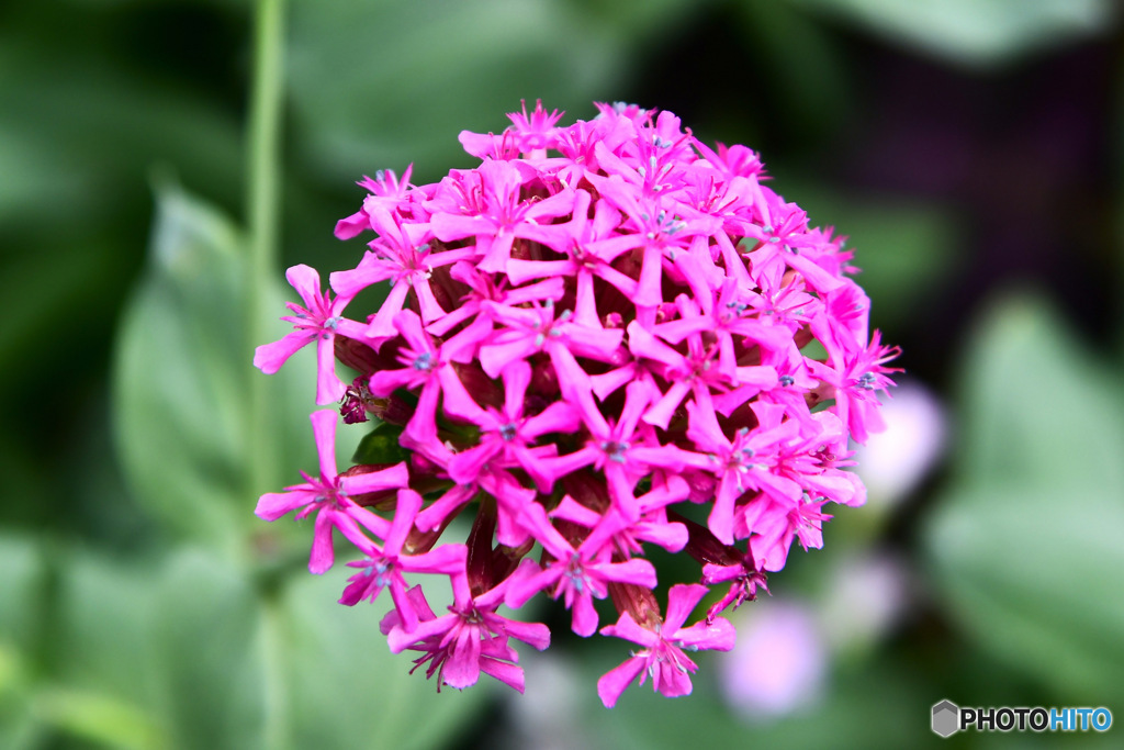 散歩道に咲いていた花