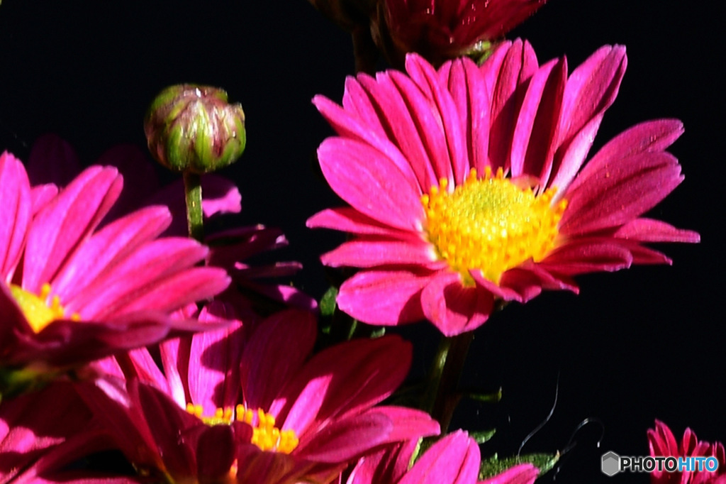 庭に咲いた花  23-355