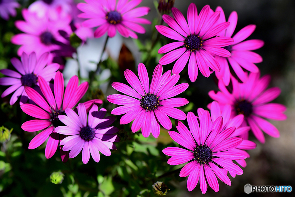 オステオスペルマムの花々