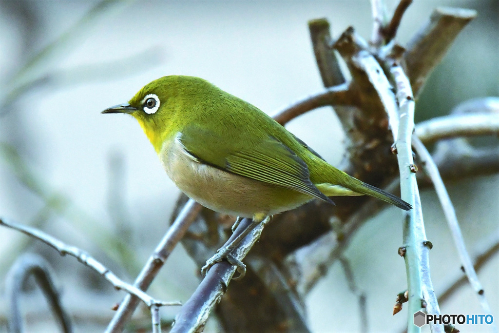 野山の鳥 22-241 メジ君
