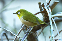 野山の鳥 22-241 メジ君