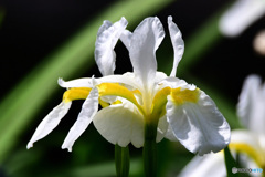 庭に咲いた白い花