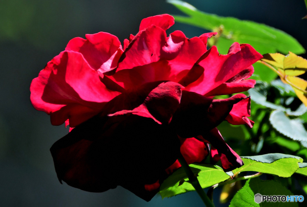 庭に咲いたバラの花 23-180