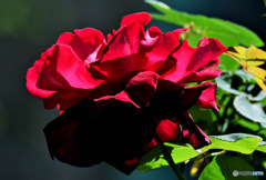 庭に咲いたバラの花 23-180