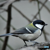 野山の鳥 23-086