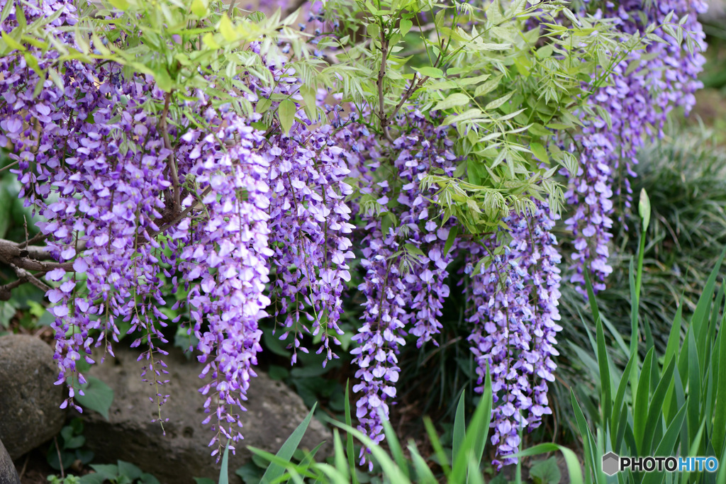 満開に咲いた藤の花