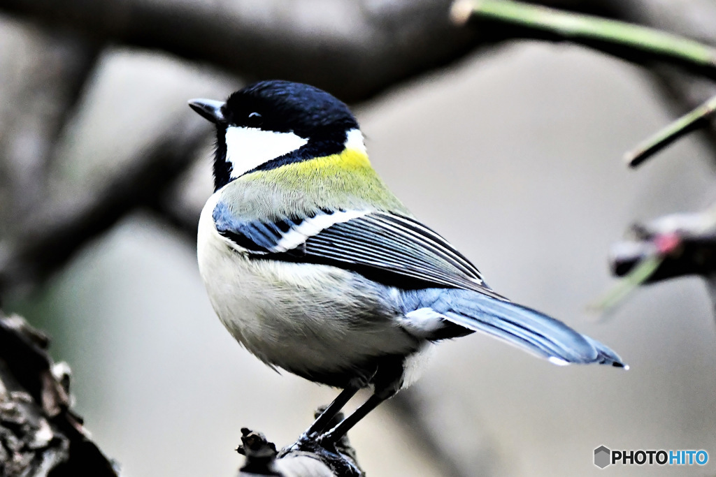 野山の鳥  四十雀さん
