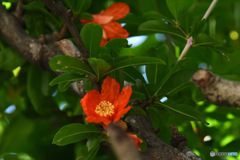 庭に咲いたザクロの花
