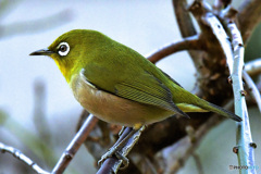 野山の鳥  21-306