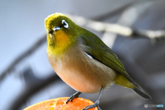 野山の鳥 21-259 メジロさん