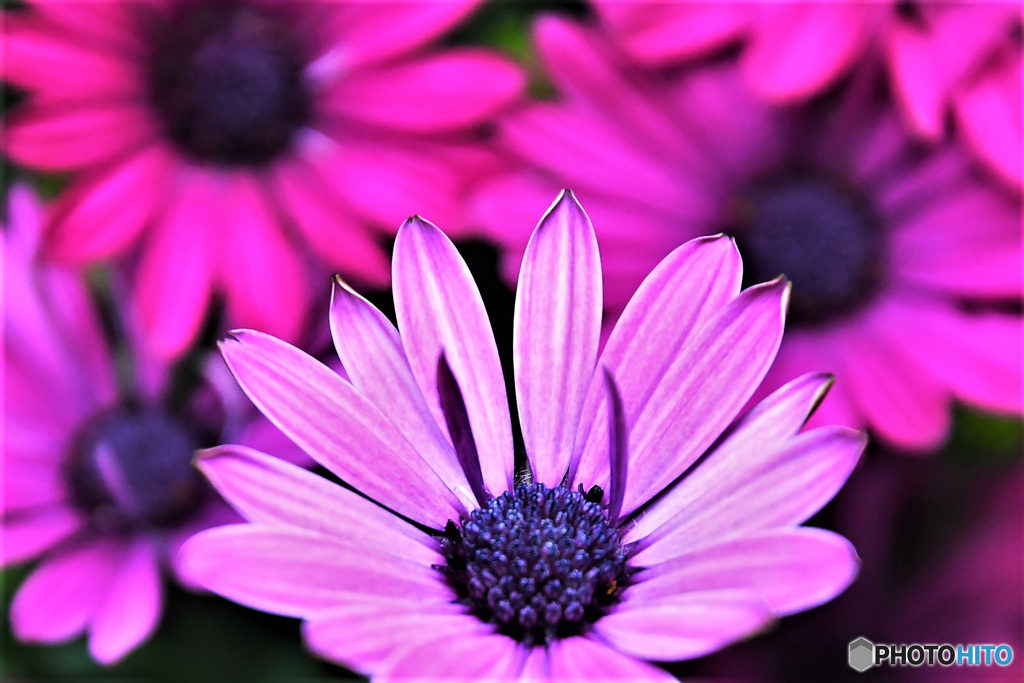 庭に咲いたオステオスペルマムの花 22-222  