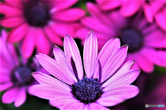 庭に咲いたオステオスペルマムの花 22-222  