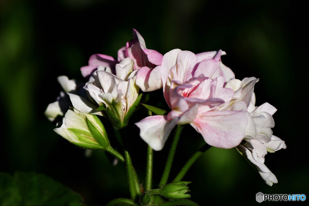 庭に咲いたゼラニュームの花 23-081