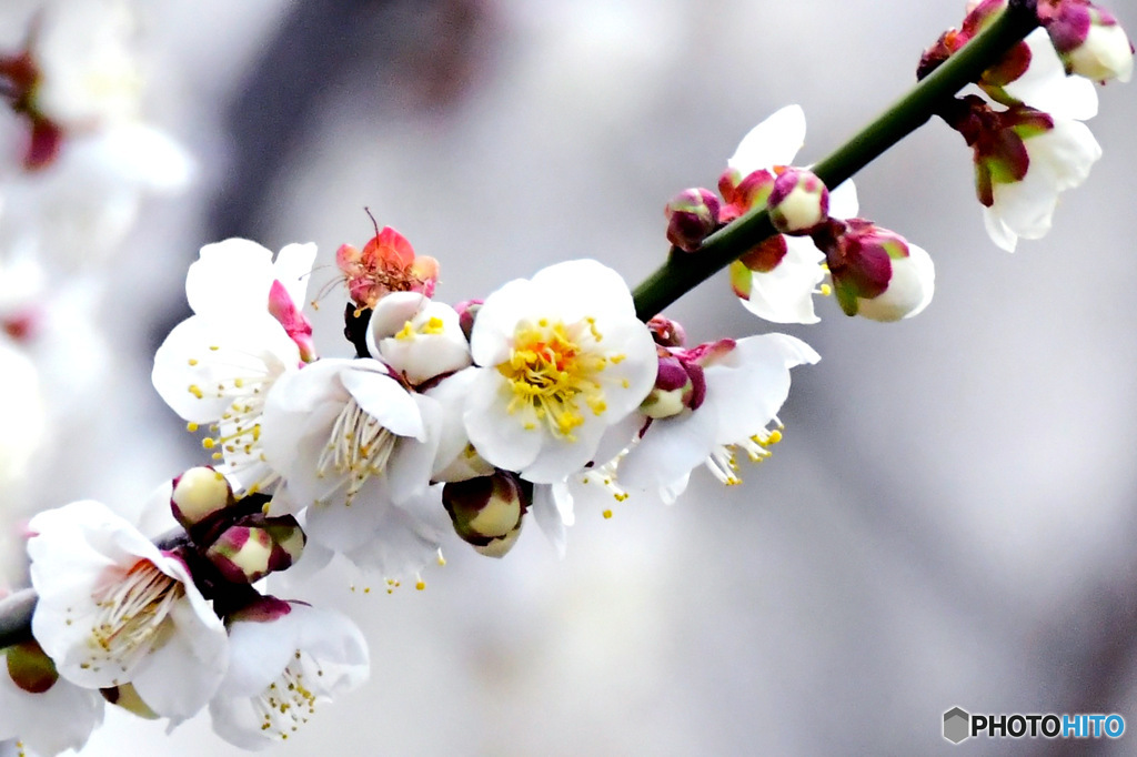 2月に咲いた白梅の花  