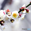 2月に咲いた白梅の花  