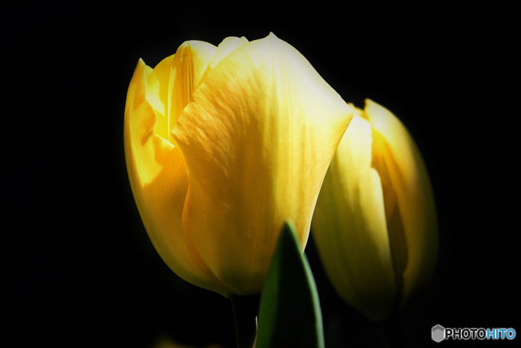 庭に咲いた春の花 22-483