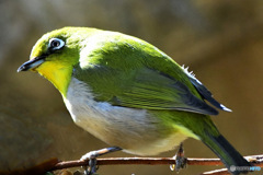 野山の鳥 22-221 メジ君