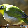 野山の鳥 22-221 メジ君