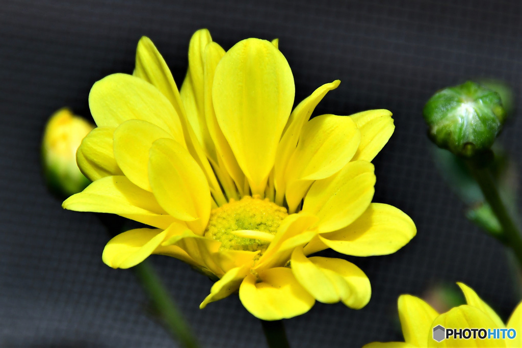 黄色の花  21-542