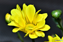 黄色の花  21-542