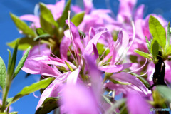 春の青空  庭に咲いたツツジの花     春の青空  庭に咲いたツツジの花