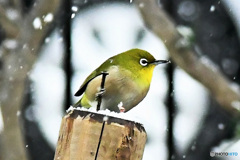 初雪の中メジ君も寒そうです 22-024