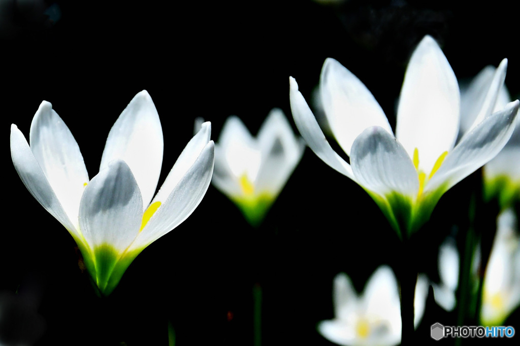 庭に咲いた花 透過