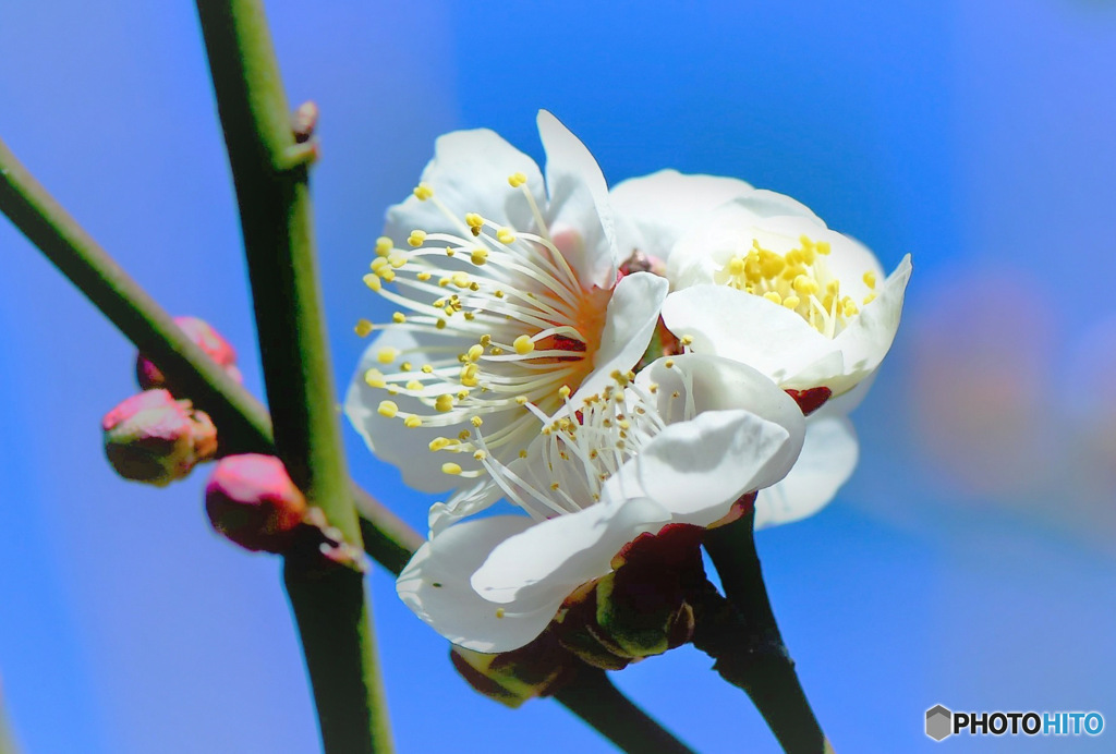 初春の花 23-001