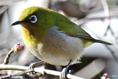 野山の鳥  149