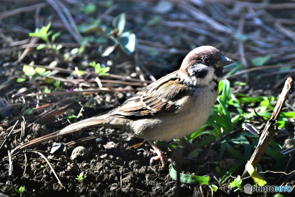 野山の鳥 すずめドン