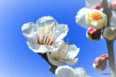 青空と白梅の花 22-081