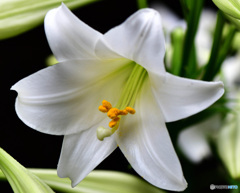 庭に咲いたユリの花 22-373