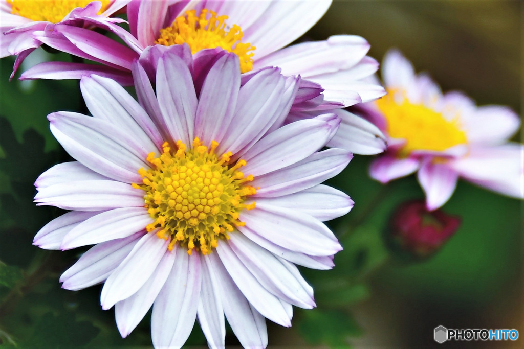 庭に咲いた花  21-506