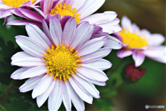 庭に咲いた花  21-506