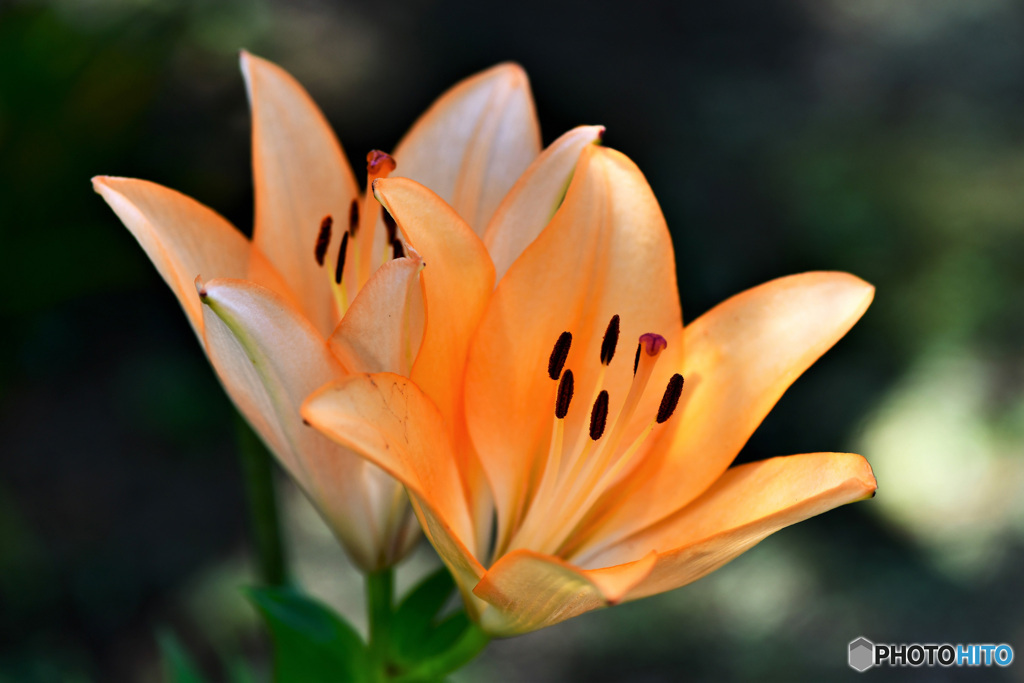 ユリの花  21-425